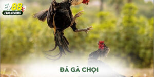 Đá gà chọi
