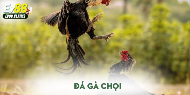 Đá gà chọi
