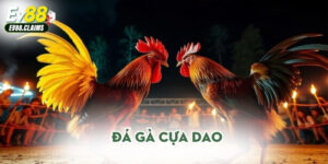 Đá gà cựa dao