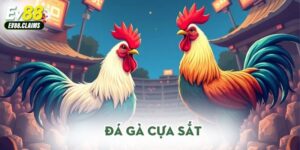 Đá gà cựa sắt