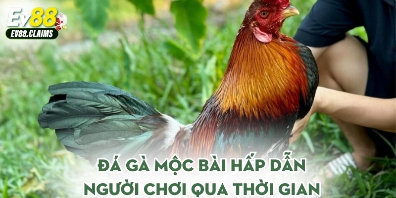 Đá gà mộc bài hấp dẫn người chơi qua thời gian