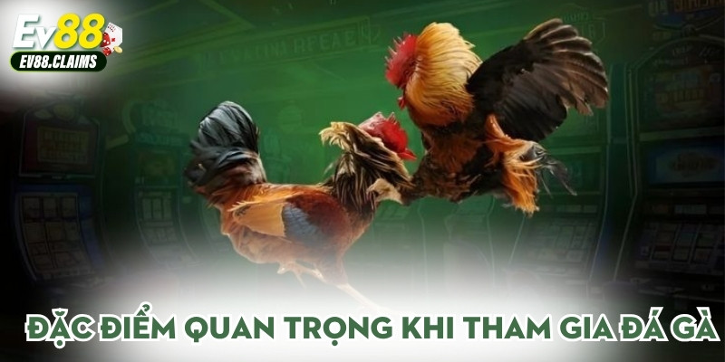 Đặc điểm quan trọng khi tham gia đá gà