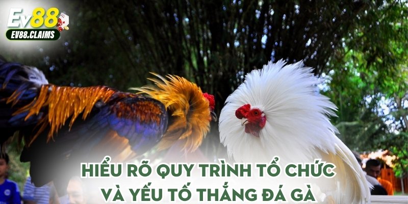 Hiểu rõ quy trình tổ chức và yếu tố thắng đá gà