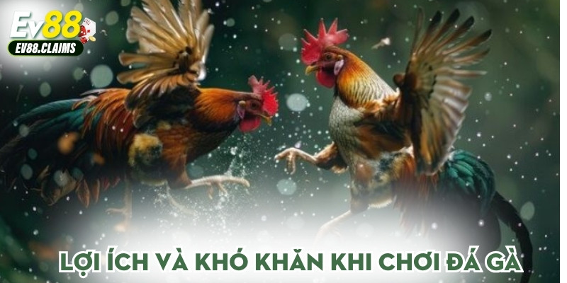 Đá Gà Cựa Dao - Hành Trình Tham Gia Đầy Kịch Tính 2 Lợi ích và khó khăn khi chơi đá gà