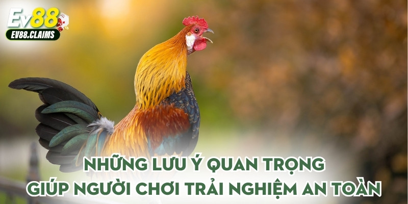 Những lưu ý quan trọng giúp người chơi trải nghiệm an toàn