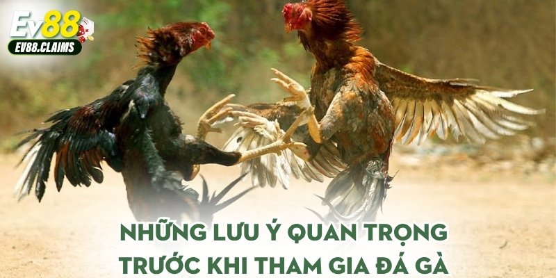 Những lưu ý quan trọng trước khi tham gia đá gà