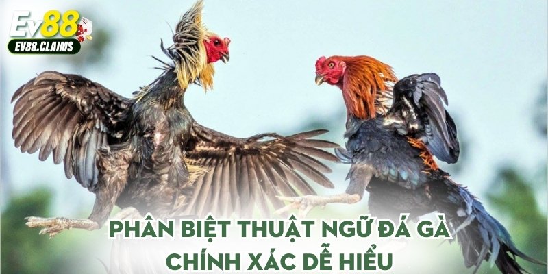 Phân biệt thuật ngữ đá gà chính xác dễ hiểu