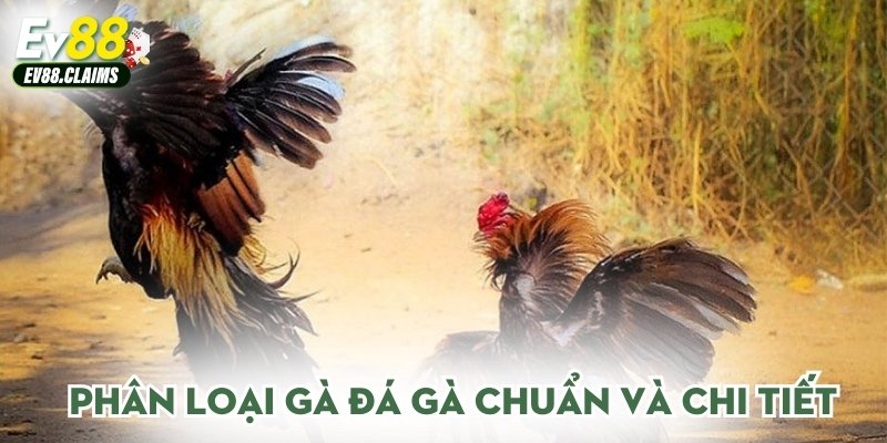 Phân loại gà đá gà chuẩn và chi tiết