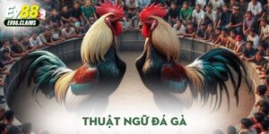 Thuật ngữ đá gà