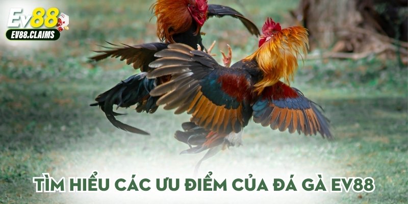 Tìm hiểu các ưu điểm của đá gà Ev88