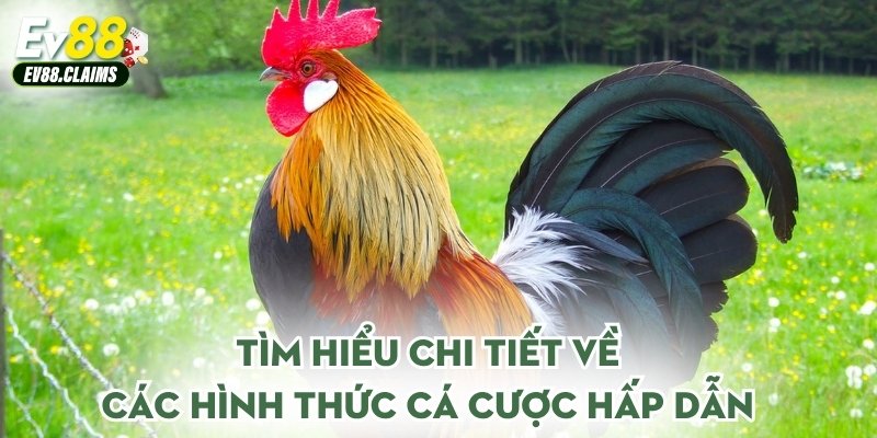 Tìm hiểu chi tiết về các hình thức cá cược hấp dẫn
