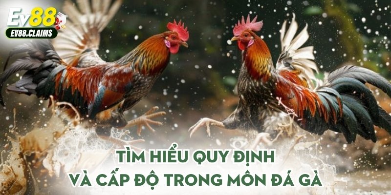 Đá Gà Cựa Dao - Hành Trình Tham Gia Đầy Kịch Tính 1 Tìm hiểu quy định và cấp độ trong môn đá gà